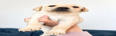 Labrador Retriever Puppy 3
