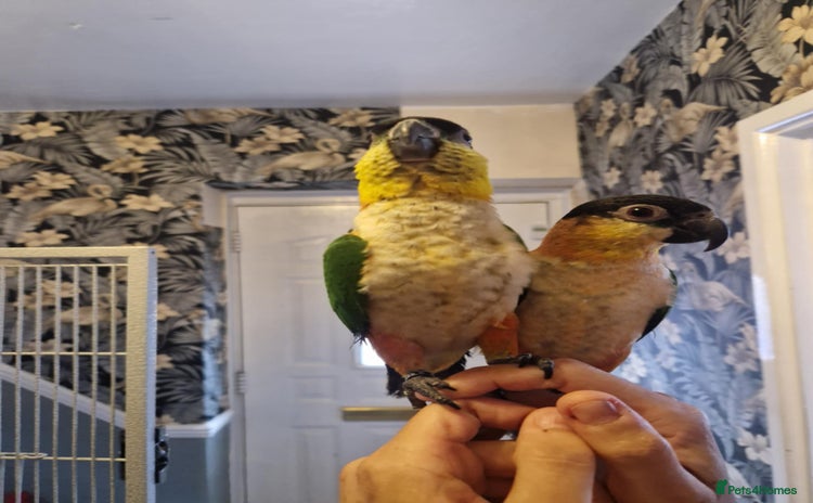 Parrots birds - Advert 1