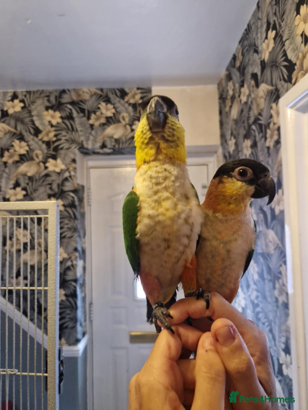 Parrots birds for sale: Caiques  - Image 1