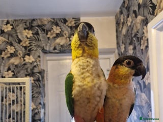 Parrots birds - Advert 1