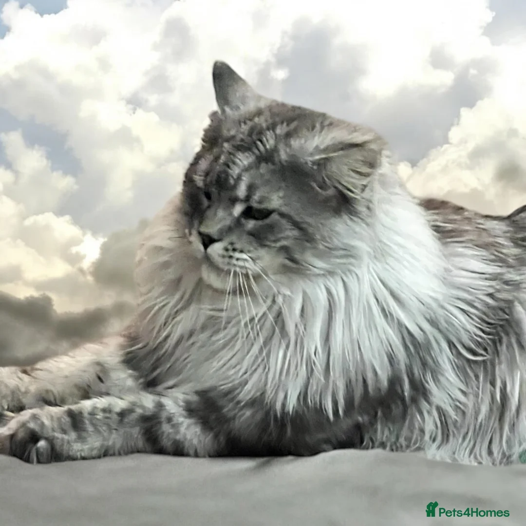 Maine Coon cats for stud: TICA champion and ICWW Maine Coon stud available  in Brighouse - Advert 4