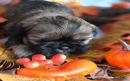 Shih Tzu dogs for sale: Shih tzu puppies - Image 12