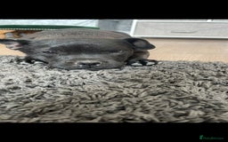 Mixed Breed dogs for sale: French bulldog cross  - Image 1
