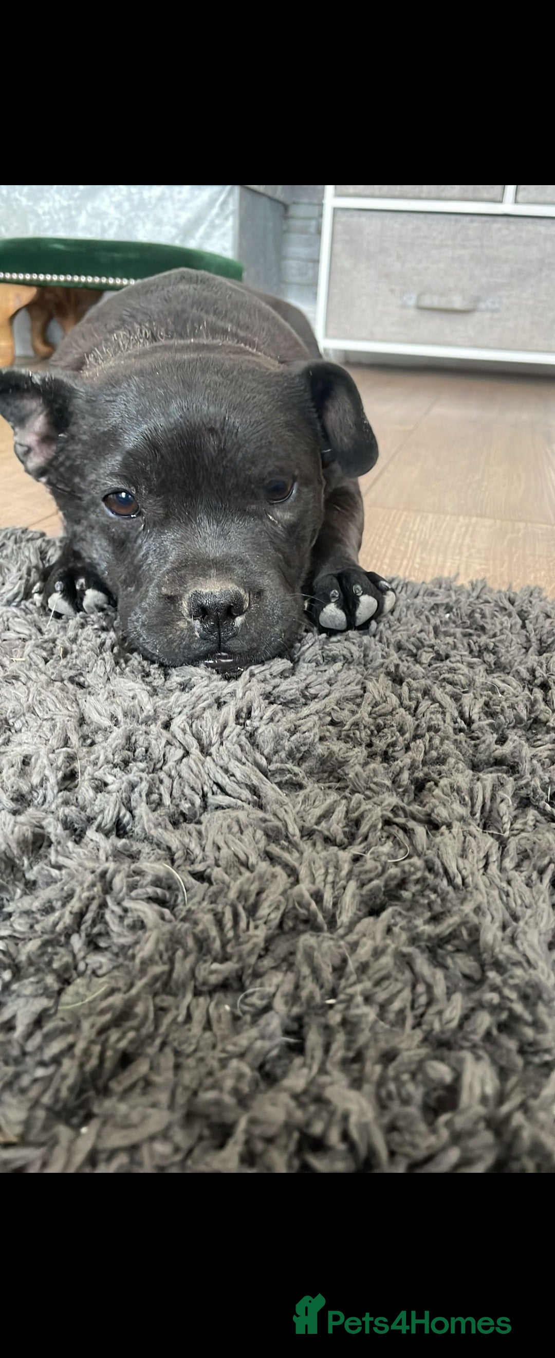 Mixed Breed dogs for sale: French bulldog cross  - Image 1