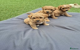 Mixed Breed dogs for sale: ❤️ STUNNING WESTIEPOO PUPS ❤️ - Image 13