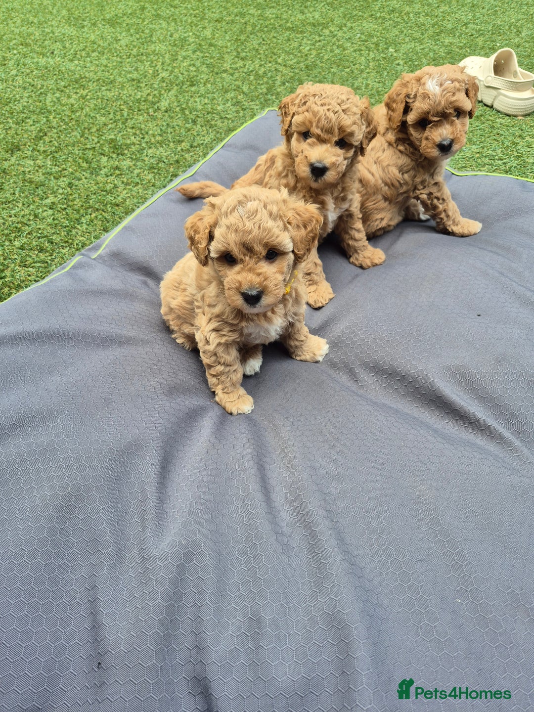 Mixed Breed dogs for sale: ❤️ STUNNING WESTIEPOO PUPS ❤️ - Image 13