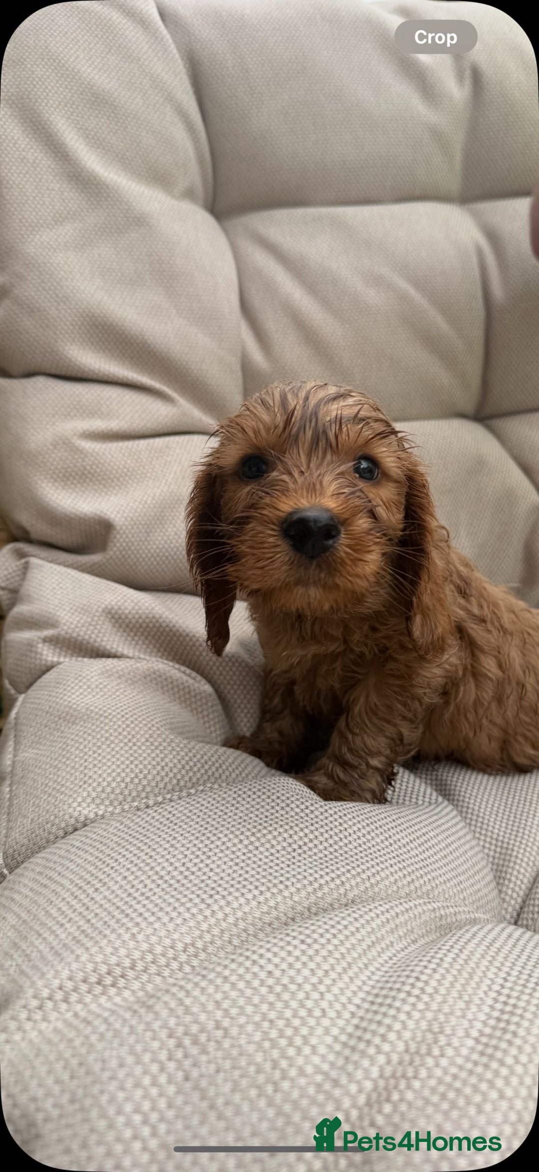 Cockapoo dogs for sale: 3 X boy Red Fox Cockapoo puppies for sale  - Image 8