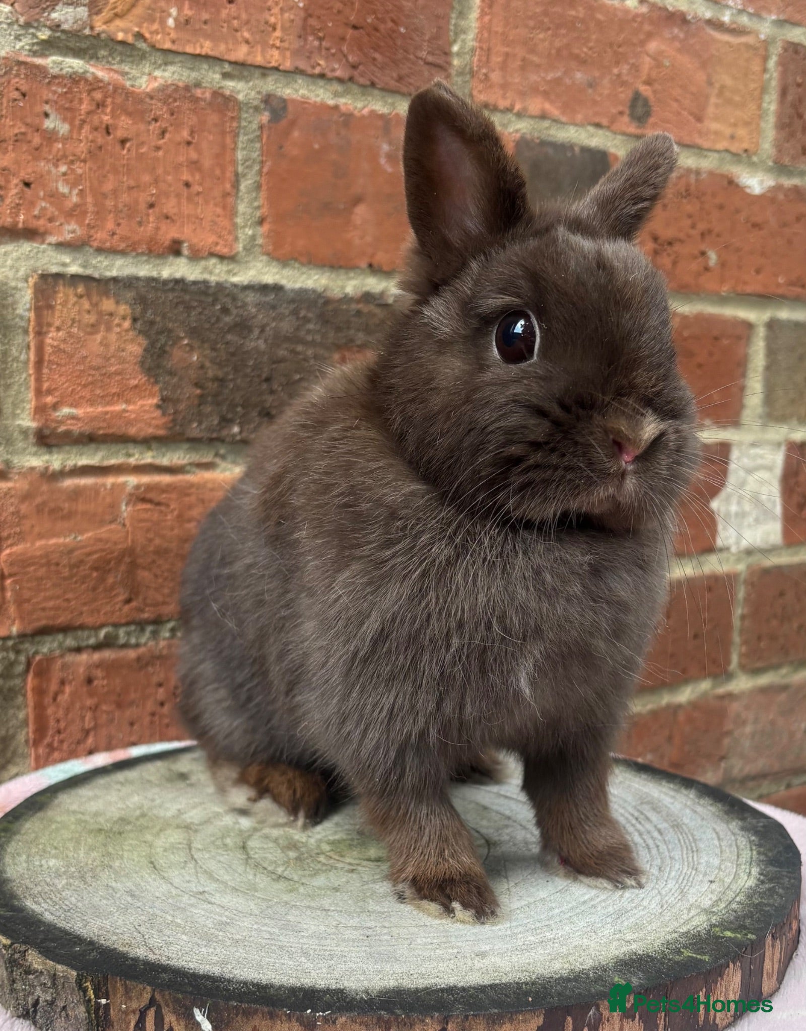 Netherland Dwarf rabbits 8 months old chocolate self Netherland  female  - Advert 1