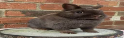 Netherland Dwarf rabbits for sale: 8 months old chocolate self Netherland  female  - Advert 1