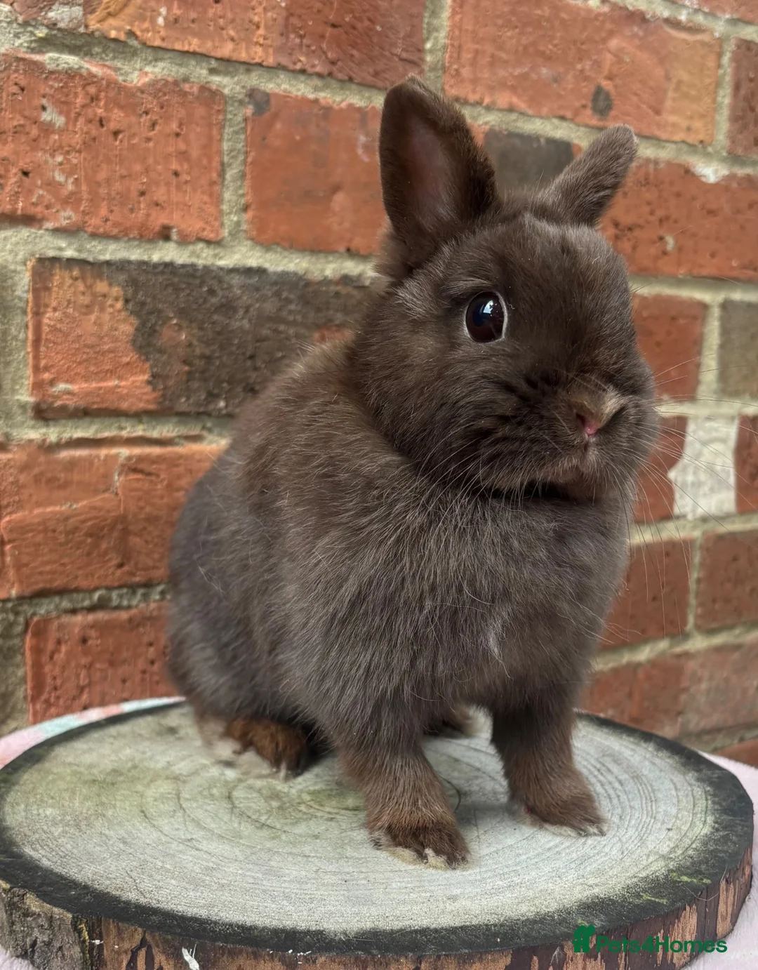 Netherland Dwarf rabbits for sale: 8 months old chocolate self Netherland  female  - Advert 1