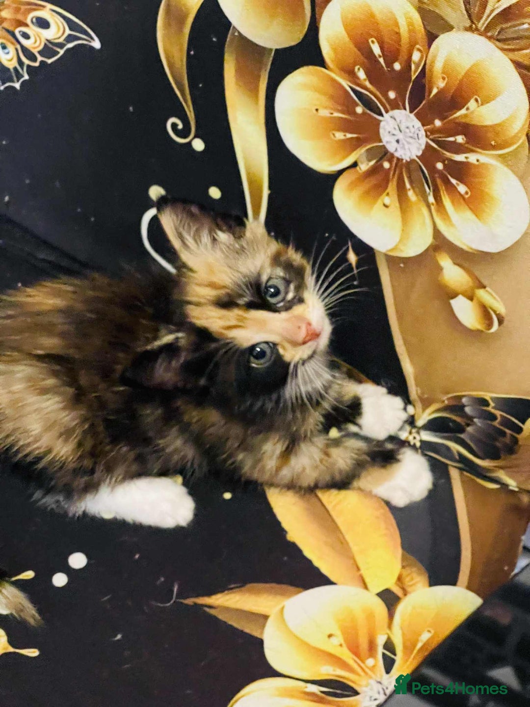 Mixed Breed cats for sale: Kataleja - Image 13