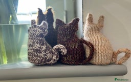 Abyssinian cats for sale: Ready to go TODAY! Delivery ✅ Neutered ✅ - Image 13