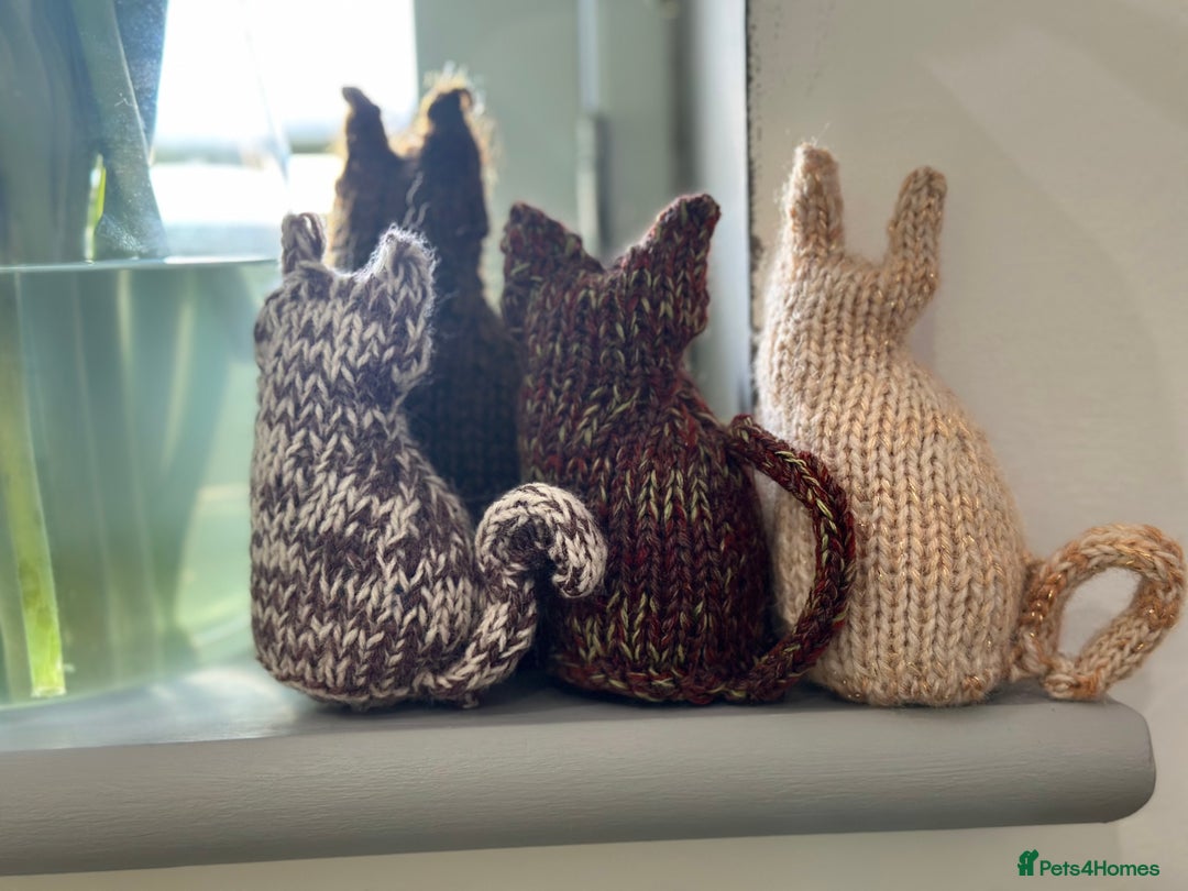 Abyssinian cats for sale: Ready to go TODAY! Delivery ✅ Neutered ✅ - Image 13