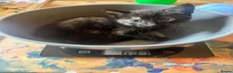 American Shorthair cats for sale: 4 kittens  in Rugby - Advert 2