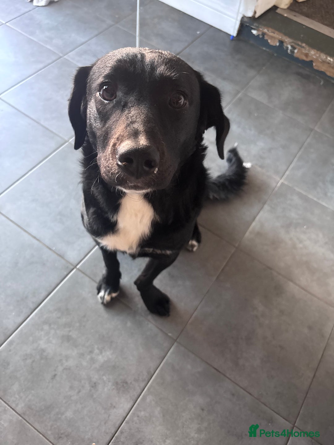 Mixed Breed dogs for sale: ❤️ Forever home required ❤️ - Advert 1