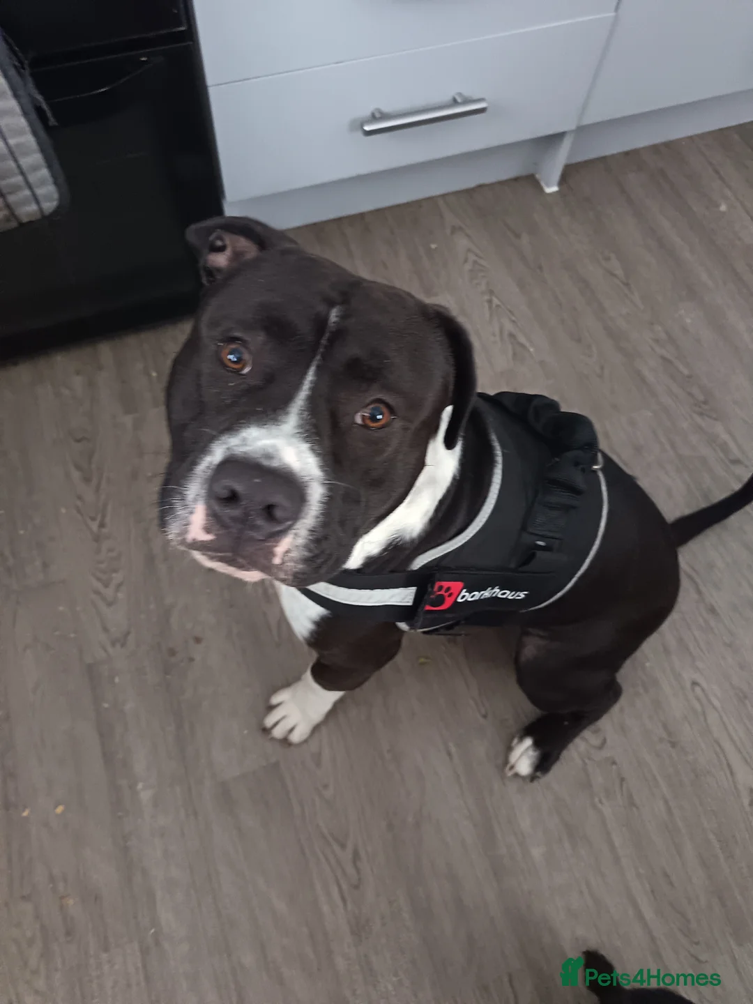 Mixed Breed dogs for stud: Pocket bully cross staff - Advert 2