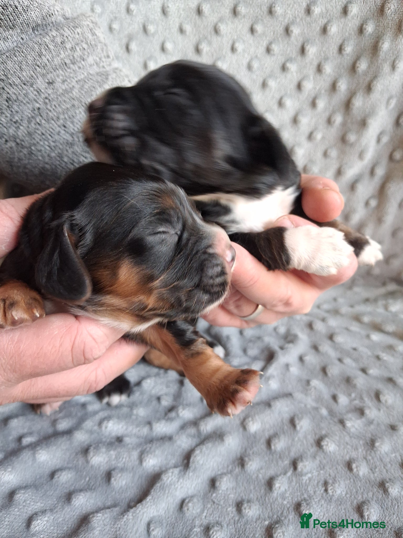 Cocker Spaniel dogs 6 stunning working cocker spaniels - Advert 2