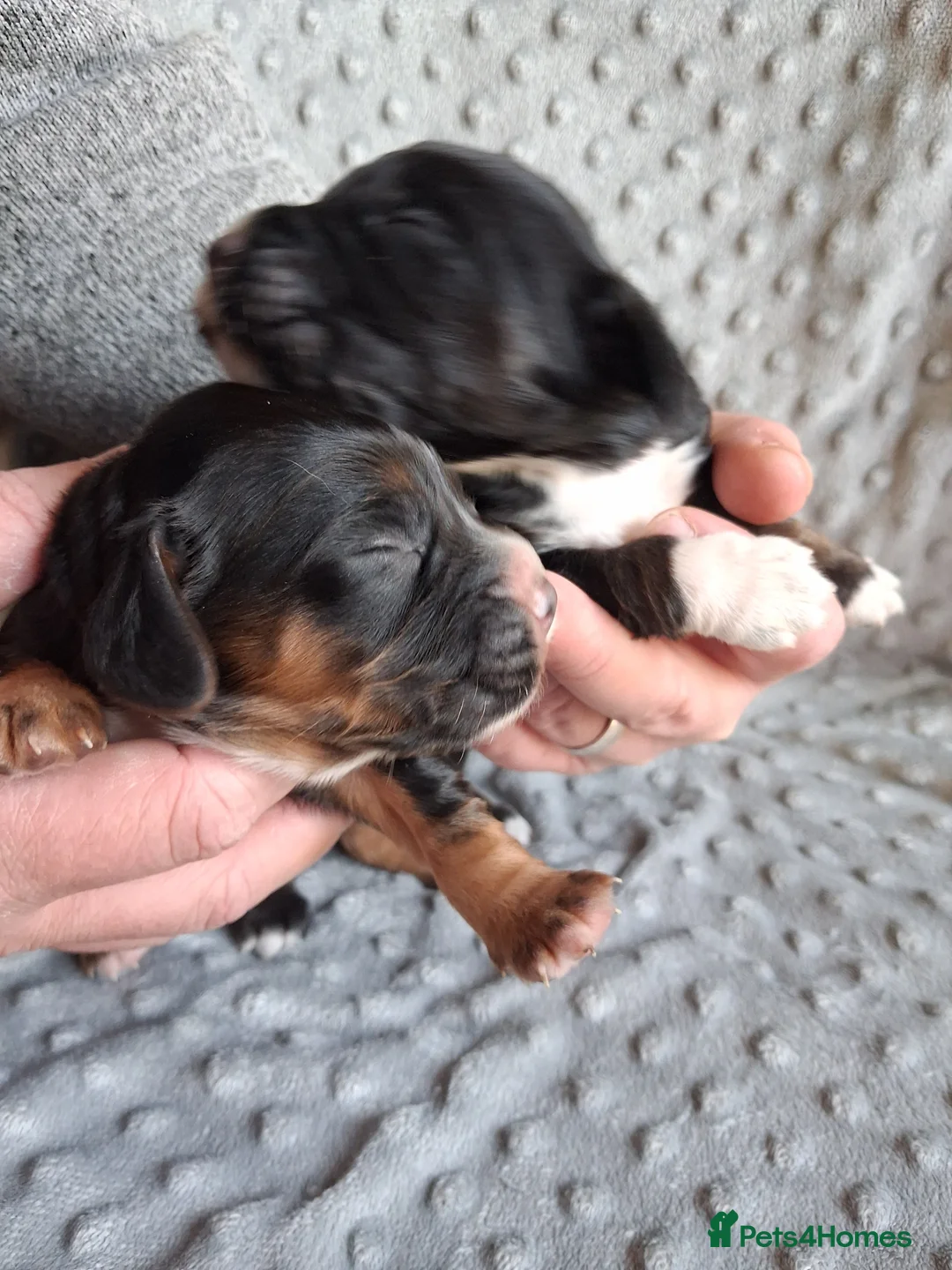 Cocker Spaniel dogs for sale: 6 stunning working cocker spaniels - Advert 1