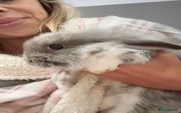 Mini Lion Lop rabbits for sale: Grey female Minilop Lionhead - Image 4