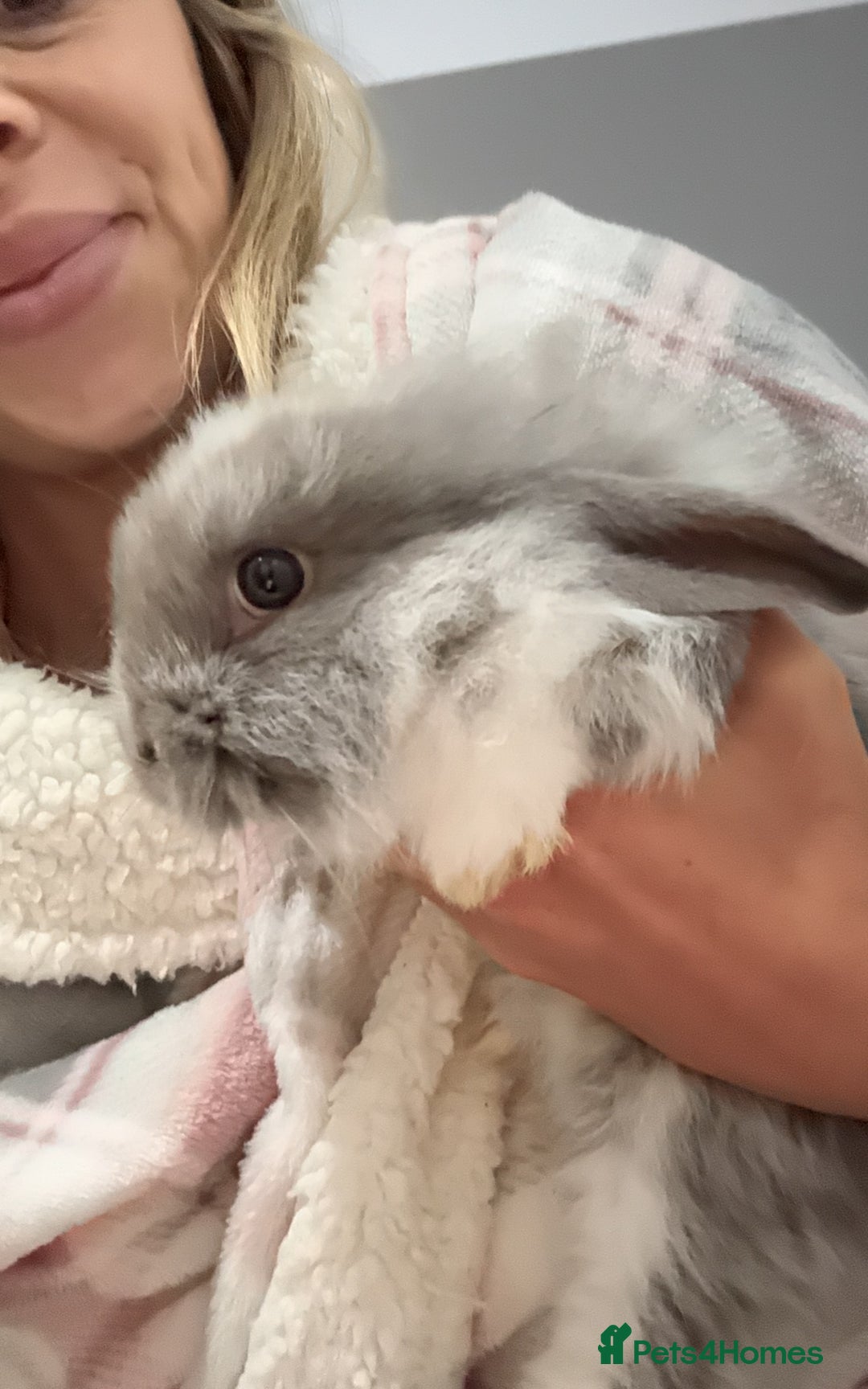 Mini Lion Lop rabbits for sale: Grey female Minilop Lionhead - Image 4
