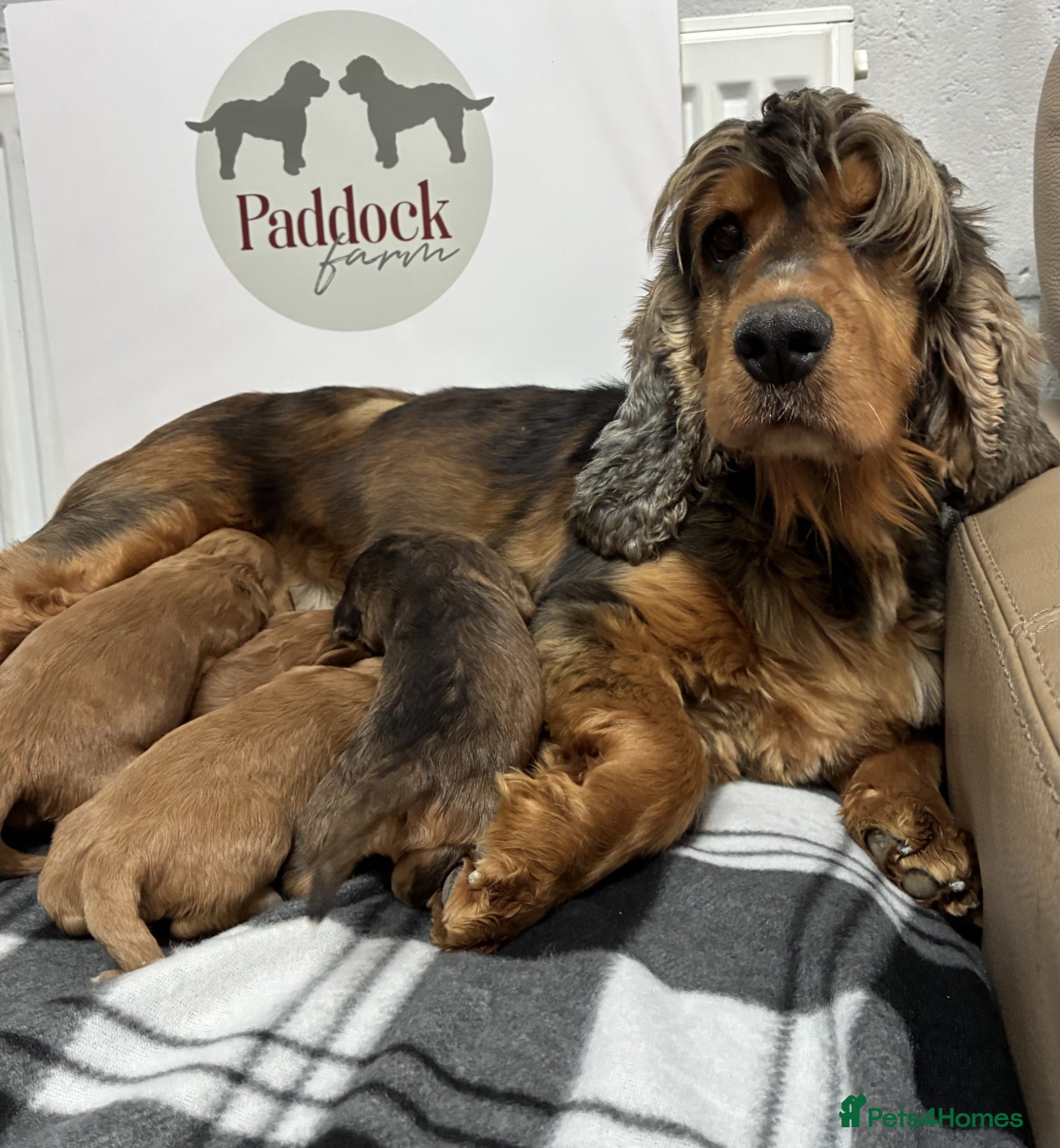 Cockapoo dogs 👑 Beautiful Cockapoo puppies 👑 - Advert 2