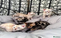 Bengal cats for sale: 🐾Gorgeous Pure Bengals Ready Now🐾 - Image 9