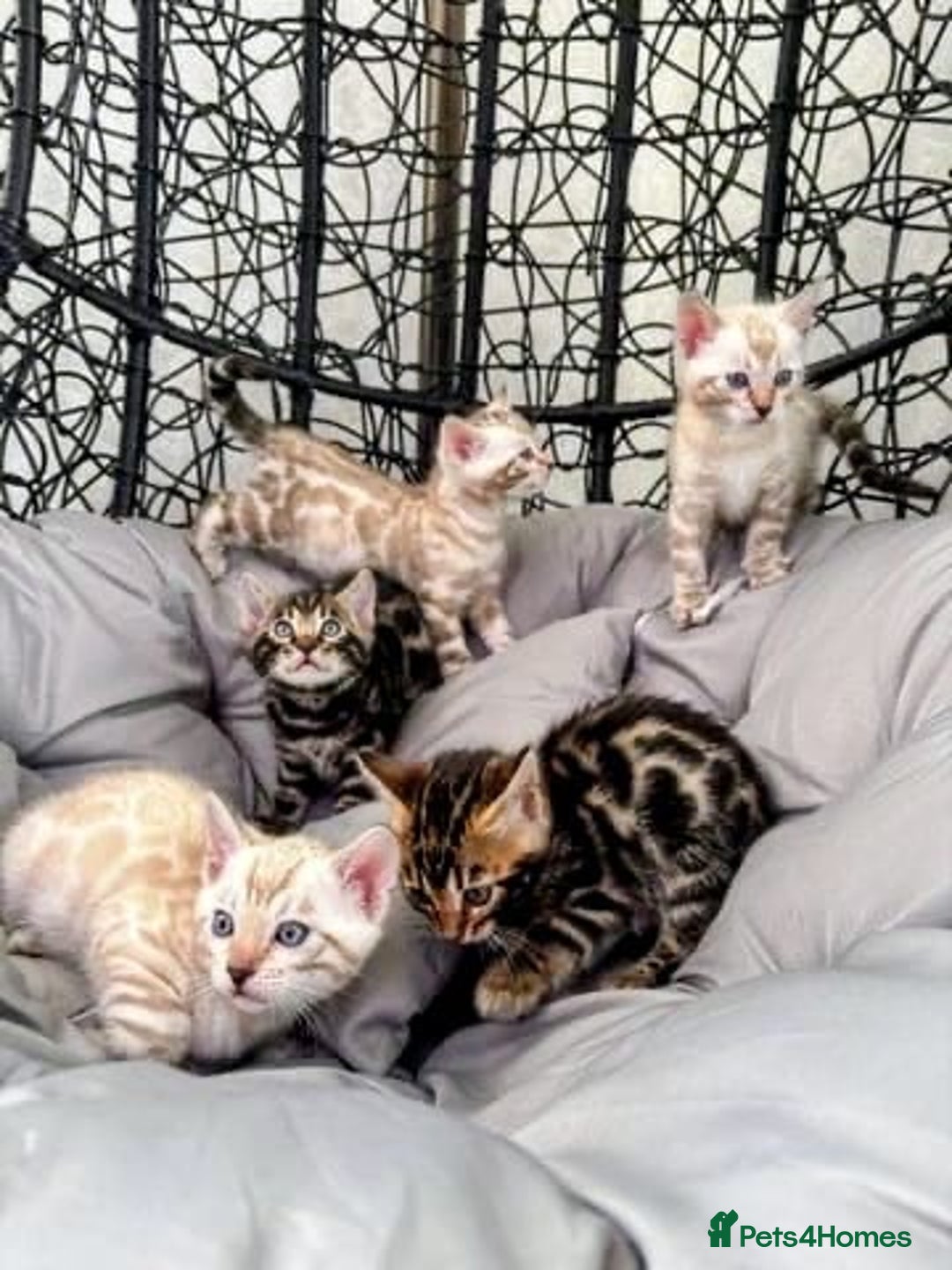 Bengal cats for sale: 🐾Gorgeous Pure Bengals Ready Now🐾 - Image 9