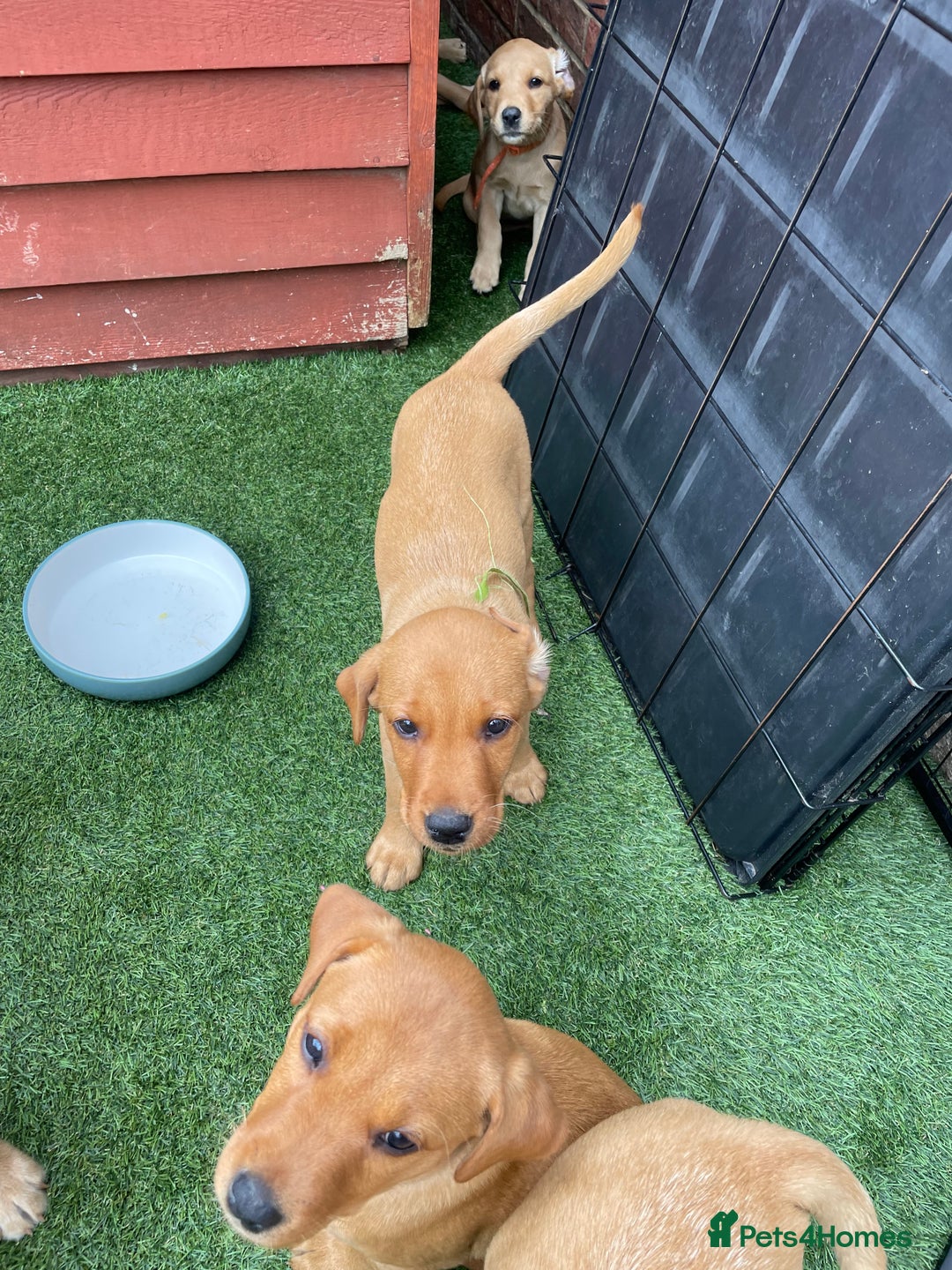 Labrador Retriever dogs for sale: Golden and fox red lab puppies ready to leave now - Image 4