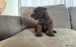 Miniature Schnauzer dogs for sale:  1 boyleft!Miniature  Schnauzer puppies for sale  - Image 10