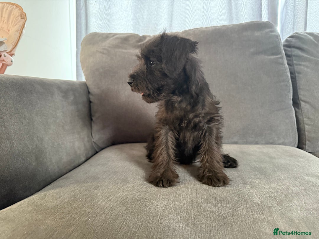 Miniature Schnauzer dogs for sale:  1 boyleft!Miniature  Schnauzer puppies for sale  - Image 10