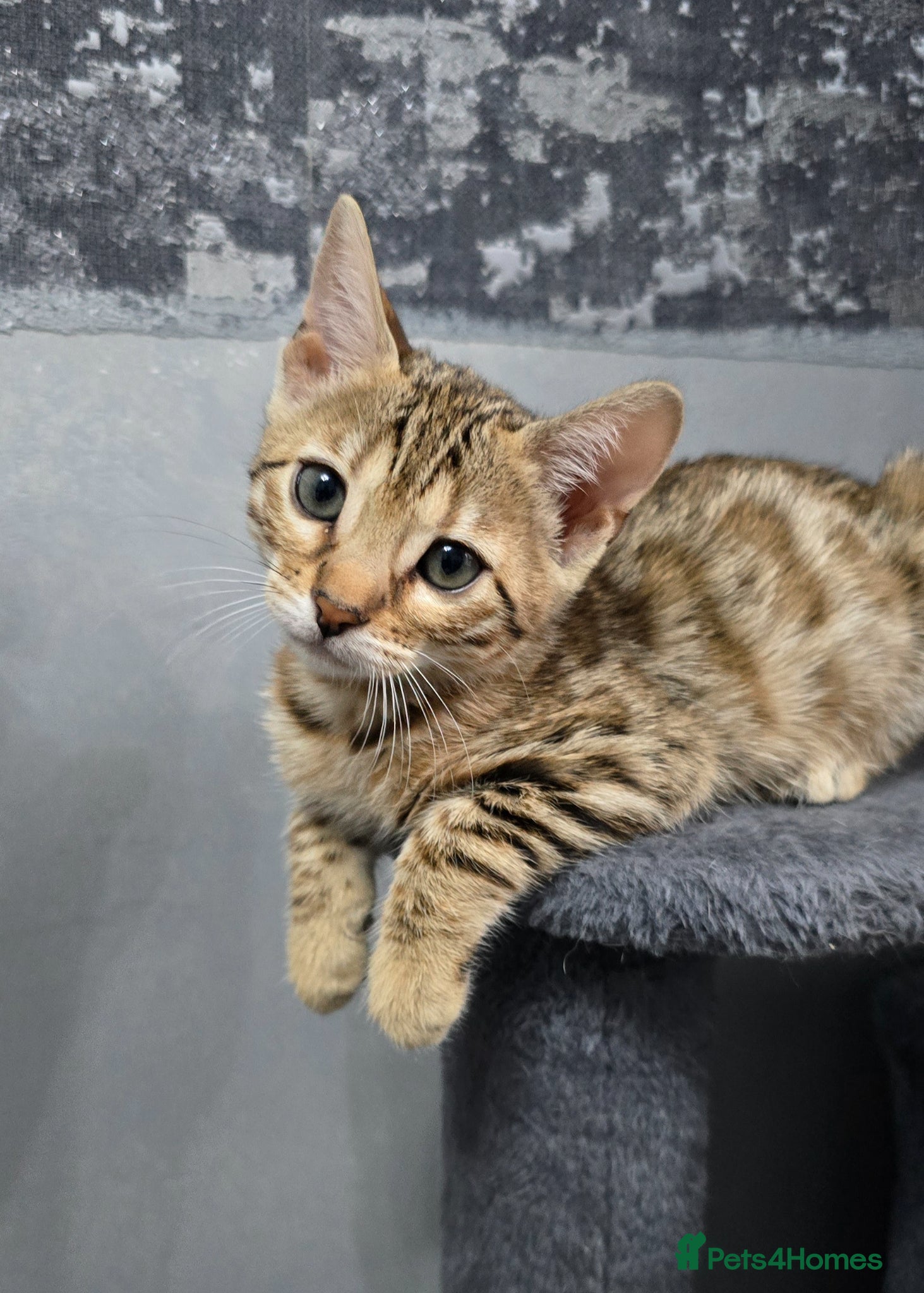 Bengal cats Just 3 girls left for reservation! - Advert 6