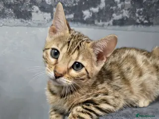 Bengal cats Just 3 girls left for reservation! - Advert 6
