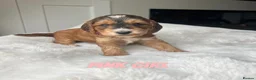 Cockapoo dogs for sale: F1 Cockapoo Puppies PRA Clear! KC Parents!  in Sittingbourne - Advert 12