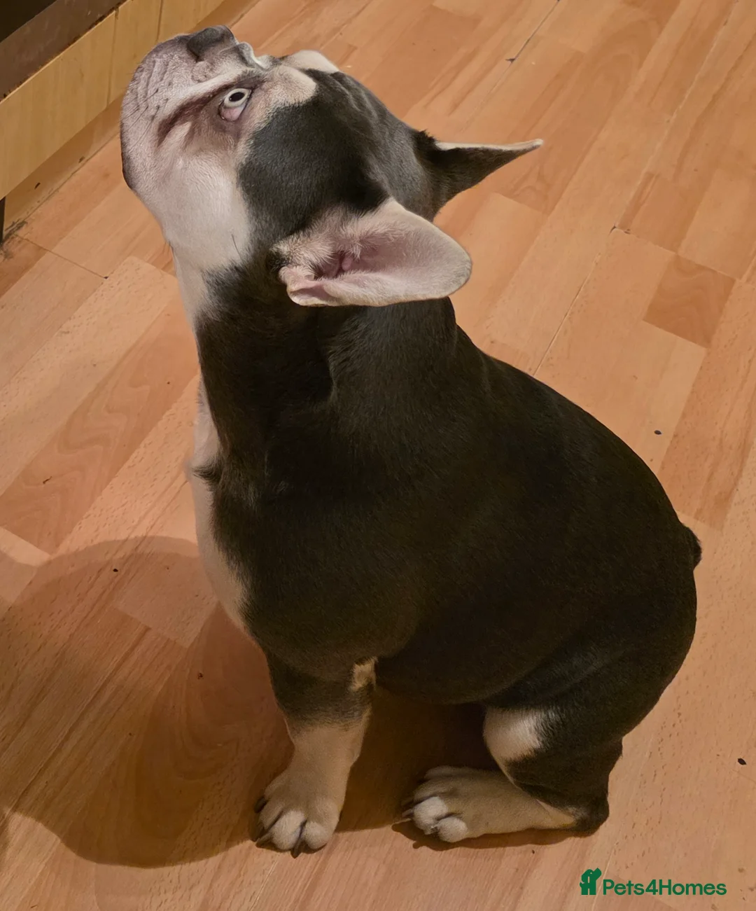 French Bulldog dogs for stud: FOR STUD - Advert 2