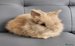 Lionhead rabbits for sale: Beautiful double maned bunnies ready to reserve - Image 4