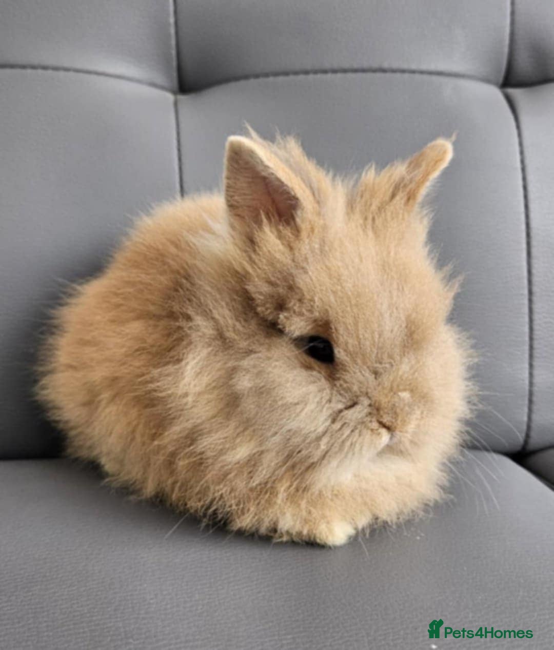 Lionhead rabbits for sale: Beautiful double maned bunnies ready to reserve - Image 4