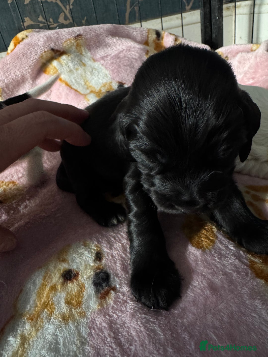Sprocker dogs for sale: Beautiful Sprocker spaniel puppies ALL GIRLS - Image 12