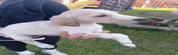 Saluki dogs for sale: KC registered saluki puppy’s  - Advert 10