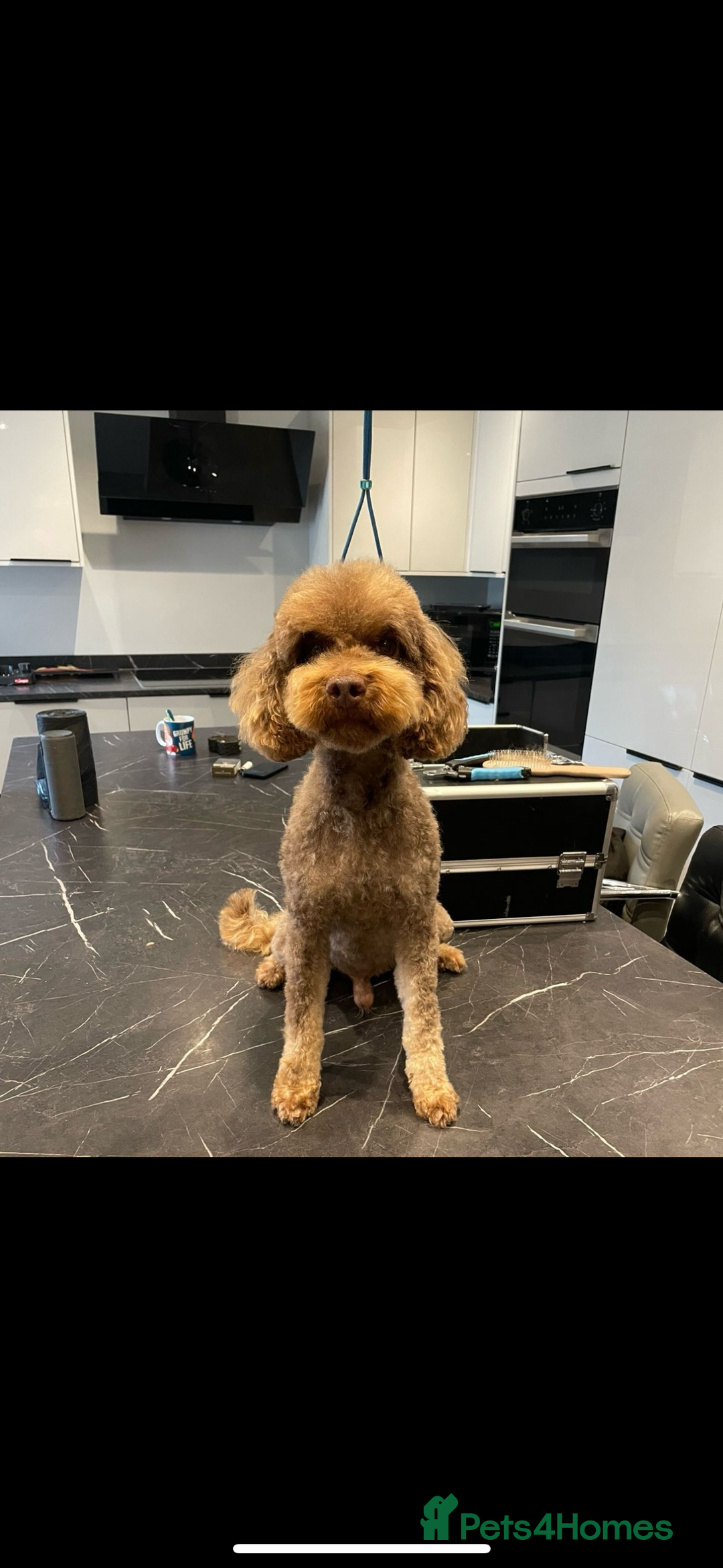 Cockapoo dogs for sale: WAITING LIST OPEN FOR SHOW SPANIELS AND COCKAPOOS - Advert 20