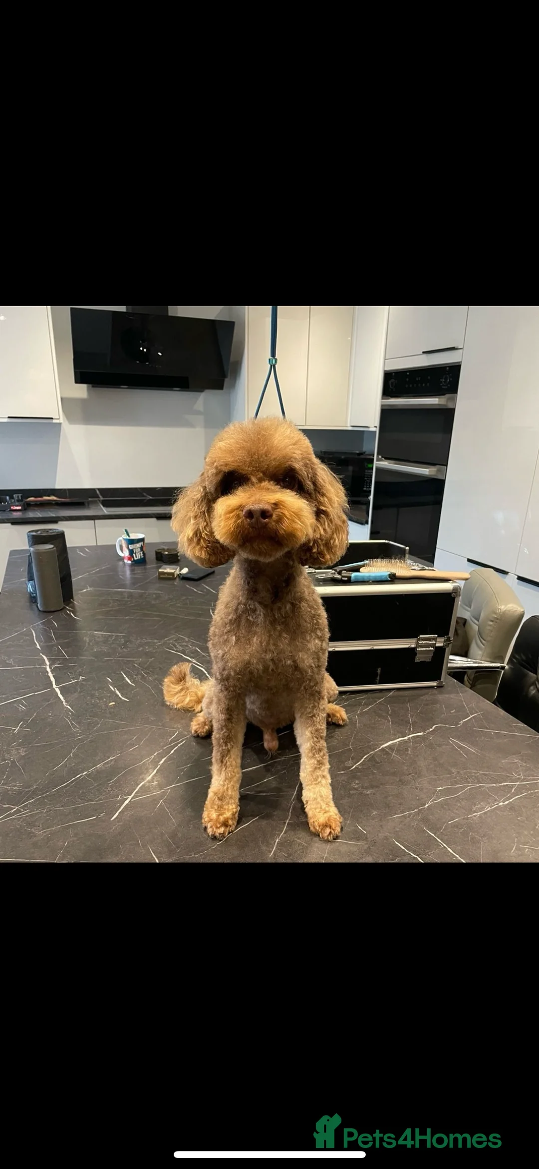 Cockapoo dogs for sale: 🐶THE MOST PERFECT DNA CLEAR MINI F1 COCKAPOOS🐶 - Advert 30