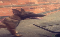 Belgian Shepherd Dog dogs for sale: Belgian malinois  - Advert 5