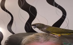 Parrots birds for sale: Patagonian conure - Image 9