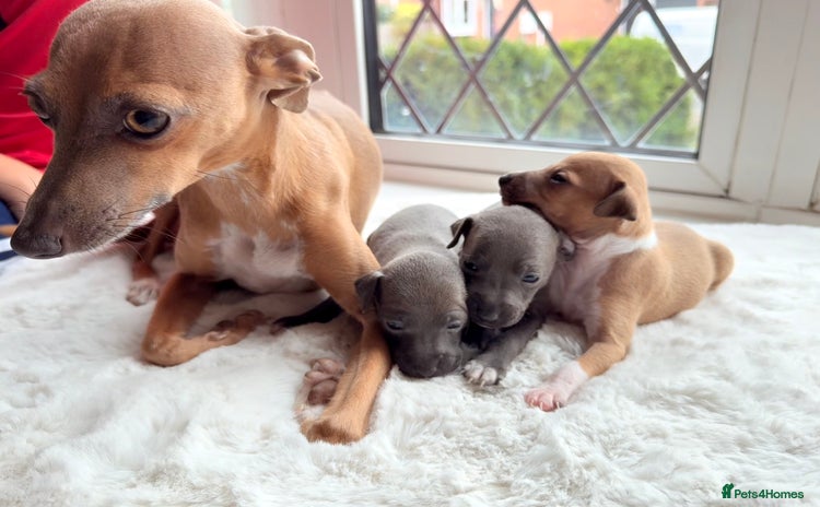 Italian Greyhound dogs - Advert 1
