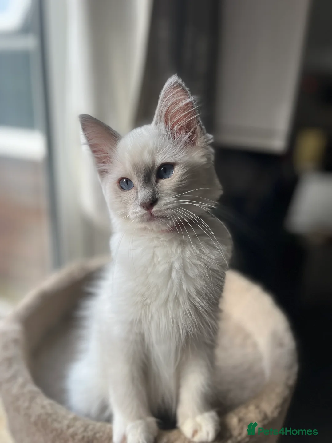 Ragdoll cats for sale: ❤️ Gorgeous ragdoll kittens ready now  ❤️ - Advert 2