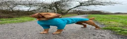 Cocker Spaniel dogs for stud: Milk Hobnob ‘Crumpet’ for Stud  in Bridport - Advert 12