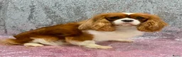 Cavalier King Charles Spaniel dogs for sale: Looking for new homes  - Advert 1