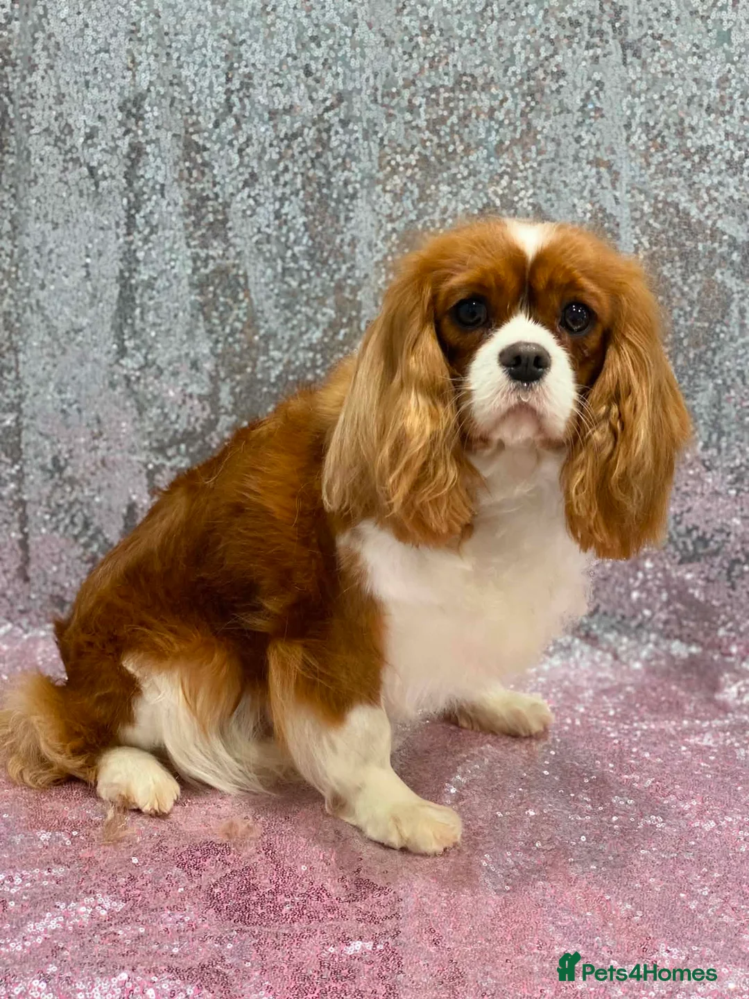 Cavalier King Charles Spaniel dogs for sale: Looking for new homes  - Advert 1