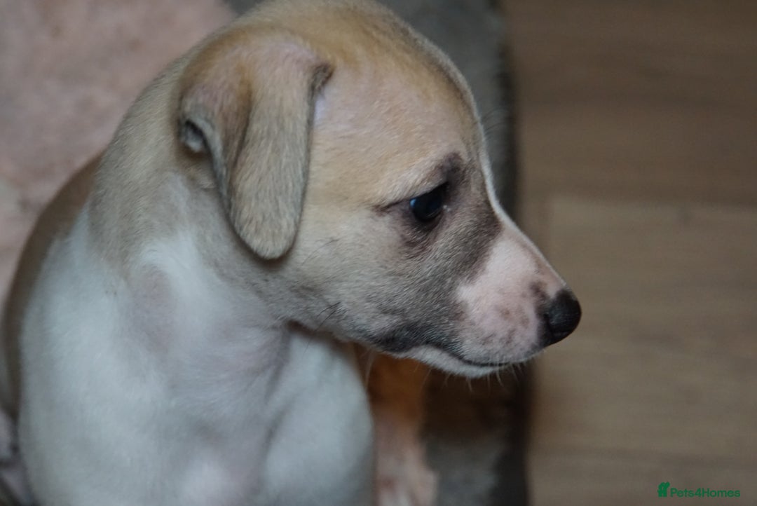 Whippet dogs for sale: Top quality bitch - Advert 5
