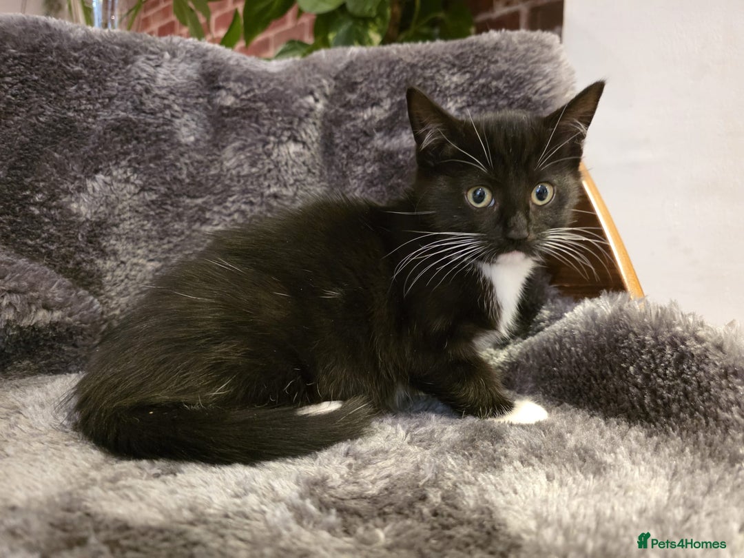 Ragdoll cats for sale: Rehomed  - Advert 19