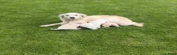 Golden Retriever dogs for sale: K C registered Golden retriever puppies  - Advert 3